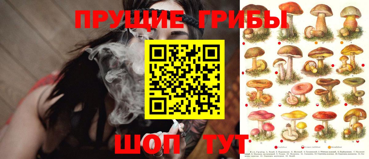 Псилоцибиновые грибы Psilocybine cubensis  Краснотурьинск 